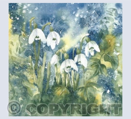 Winter Snowdrops