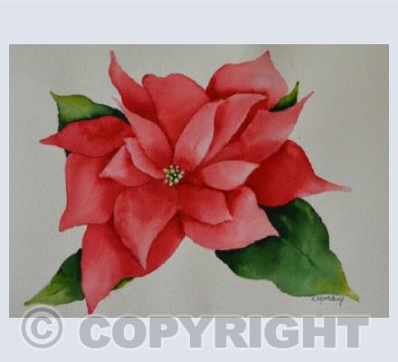 Poinsettia