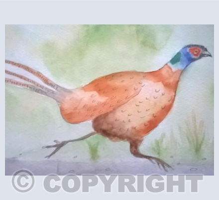 Pheasant 