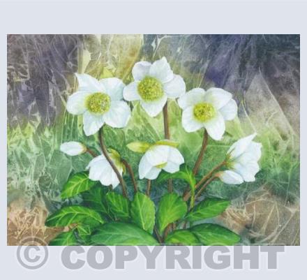 Hellebore