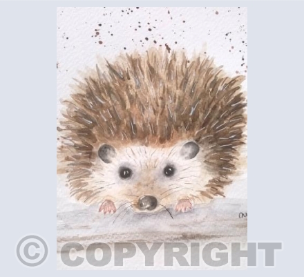 Little Hedgehog 
