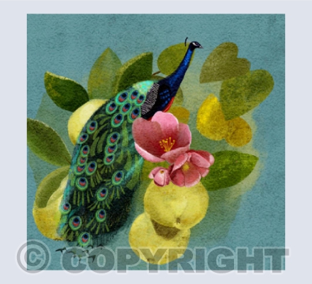 Peacock