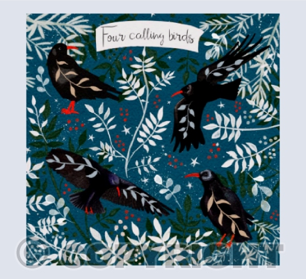 Choughs yule