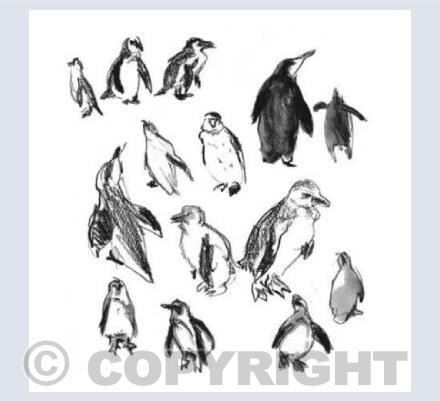 Penguins 