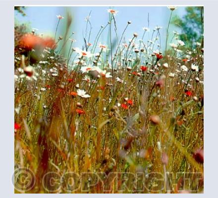 Meadow