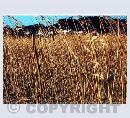 Fields of Gold 