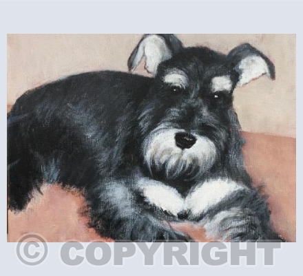 Susie the Schnauser
