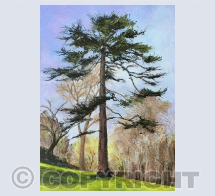 Deodar Cedar. A tree is for life, not just for Christmas