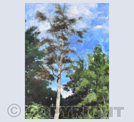 A Favourite Beech