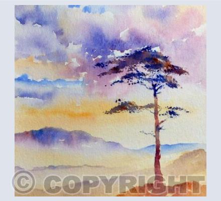 sunrise over the woods