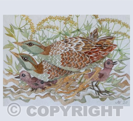 'Corncrakes'