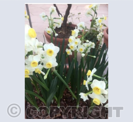Daffodils in pots at Kew