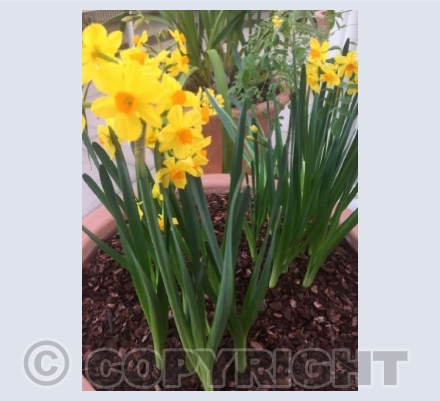 Pots full of daffodils at Kew