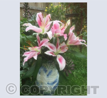 Pink lilies in white dove vase