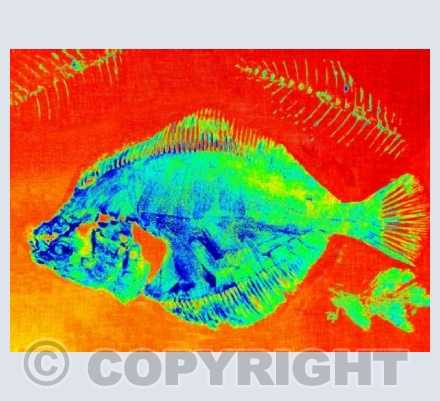 Fishes Red
