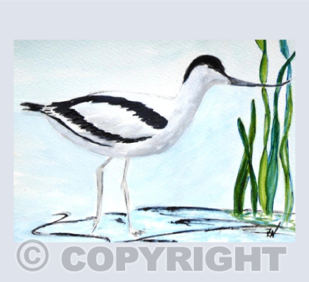 Avocet