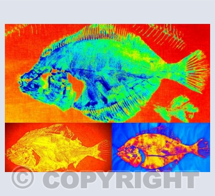 FISHES 3