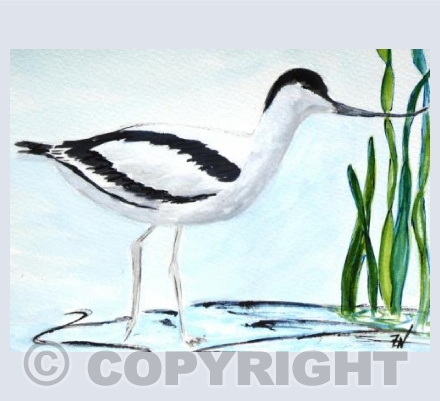 Avocet