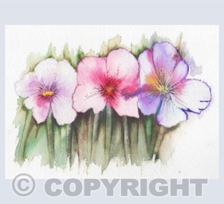 Hellebores