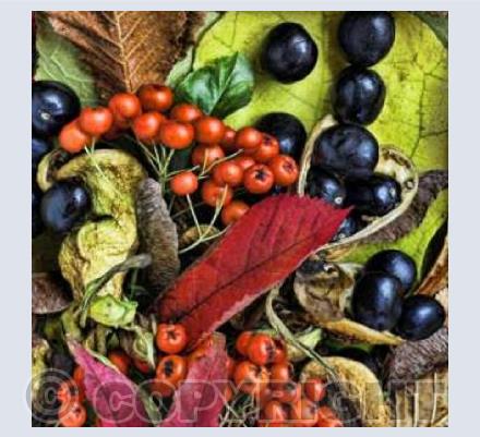 Autumn's Riches