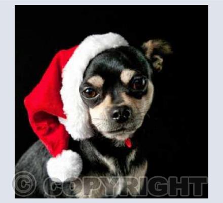 Christmas Chihuahua