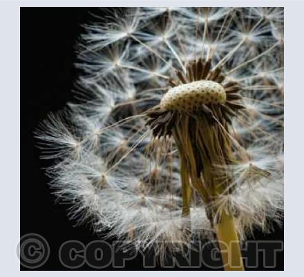 Dandelion Seed-head