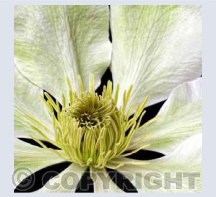 Clematis Flower