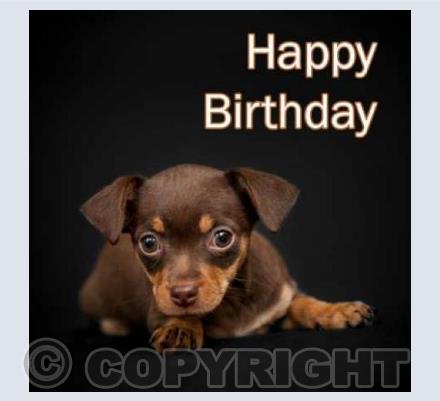 Puppy Birthday