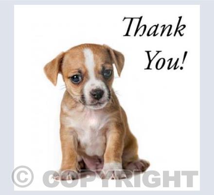 Puppy - Thank You