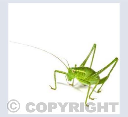 Speckled Bush Cricket