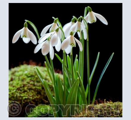Woodland Snowdrops