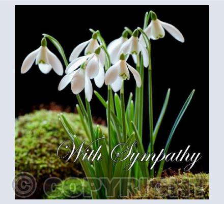 Snowdrops - Sympathy