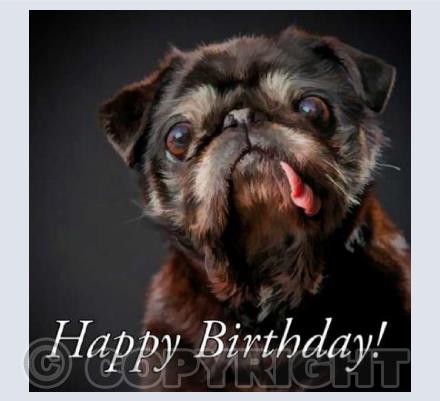 Pug Birthday