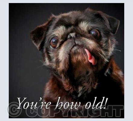 Old Pug