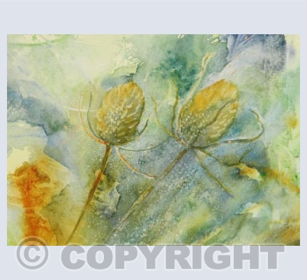 Teasels