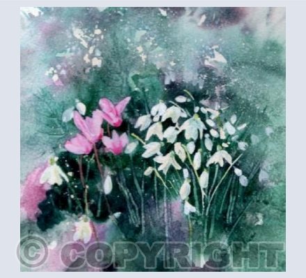 Snowdrops