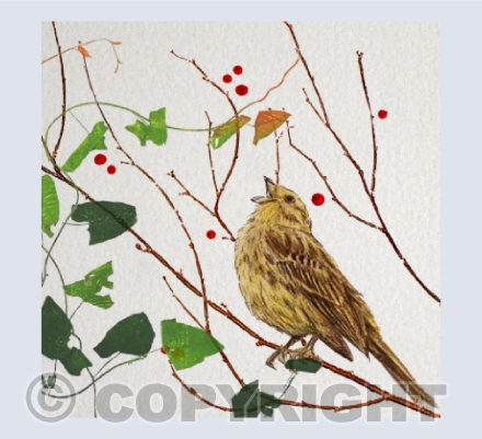 Yellowhammer in the hedge