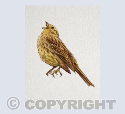 Yellowhammer
