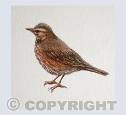 Redwing