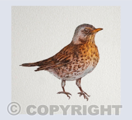 Fieldfare