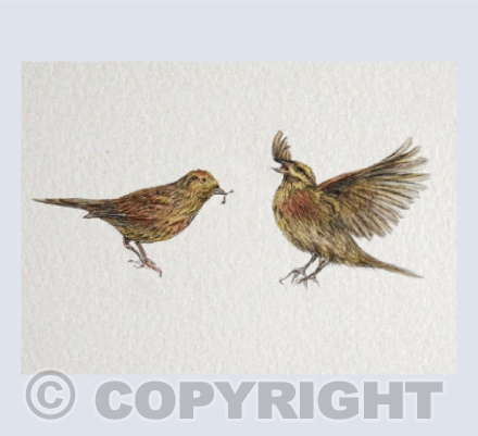 Cirl Bunting