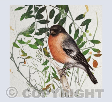 Garden Bullfinch