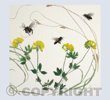 Birdsfoot Trefoil Bees