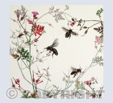 Herb Robert Bees