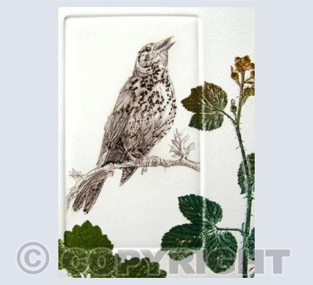 Song Thrush
