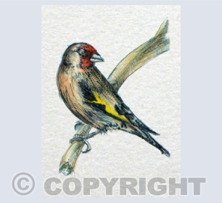 Goldfinch