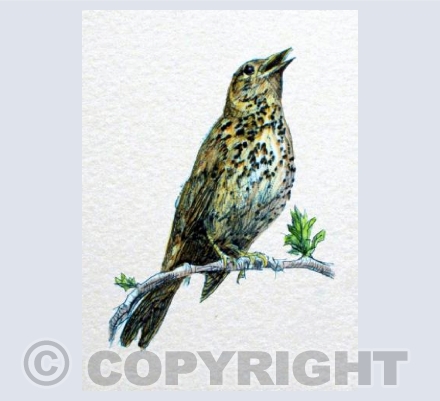 Colour Songthrush