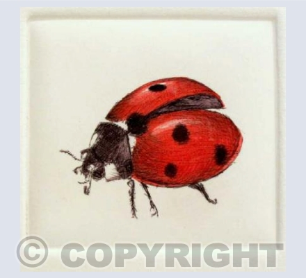 "Ladybird"