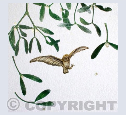 Barn owl with mistletoe