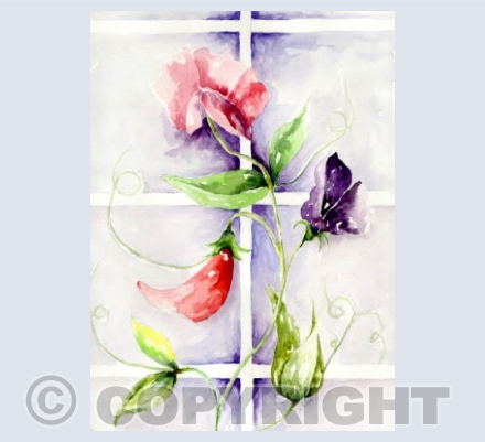 Sweetpeas